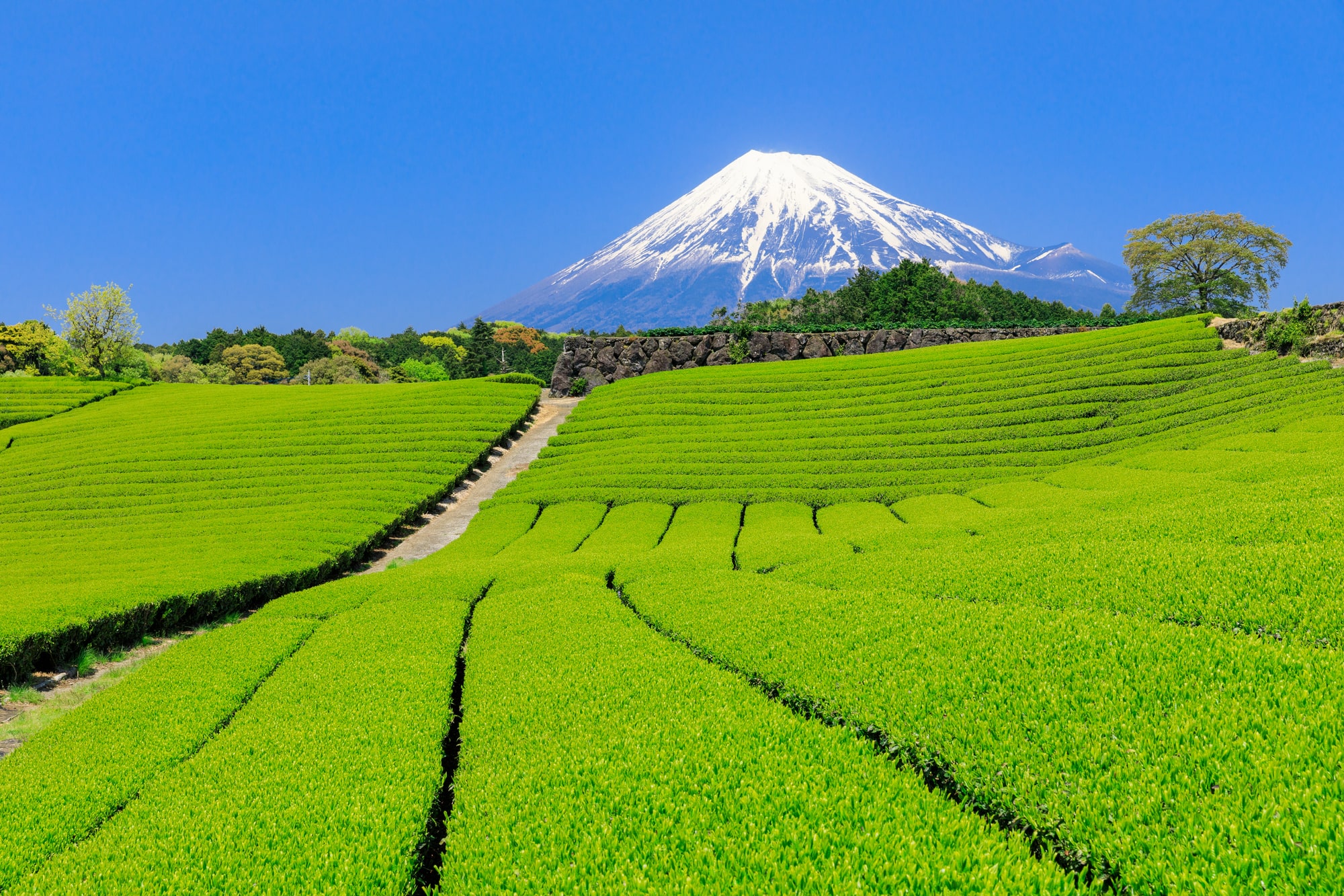日本農業の誇りを世界へ